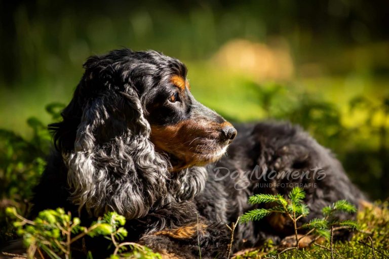 Cocker Spaniel 1 LG