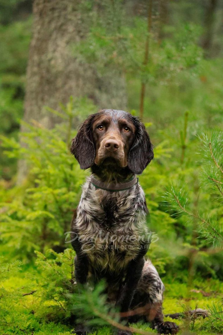 Deutsche Wachtel 1 LG