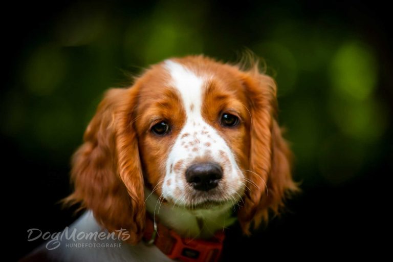 Springer Welsh Welpe 1 LG