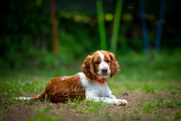 Springer Welsh Welpe 2 LG